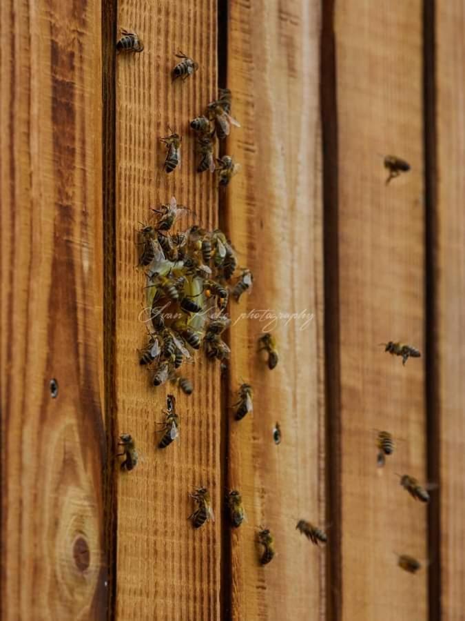 Hisa Zdravega Oddiha Appartement Begunje pri Cerknici Buitenkant foto